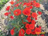  Orange Babyflor (Мультифлора)
